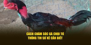 Cách chăm sóc gà chọi tơ thông tin sư kê cần biết