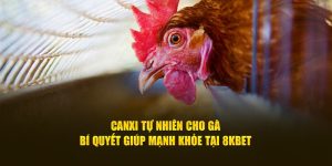 Canxi tự nhiên cho gà bí quyết giúp gà mạnh khỏe tại 8KBET