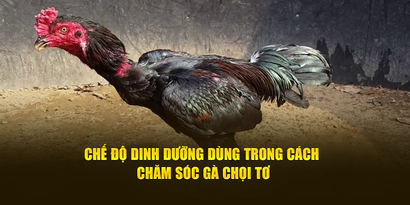 Giới thiệu đôi nét về gà chọi tơ 