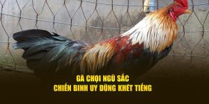 Gà chọi ngũ sắc chiến binh uy dũng khét tiếng 2024