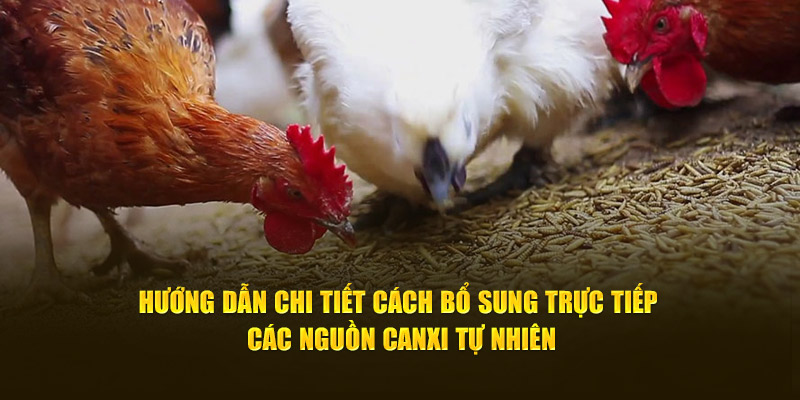 Hướng dẫn chi tiết cách bổ sung trực tiếp các nguồn canxi tự nhiên 