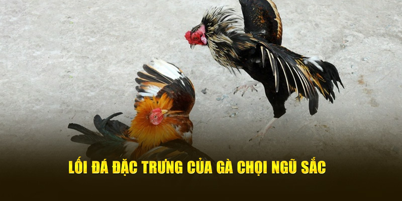 Lối đá đặc trưng của gà ngũ sắc