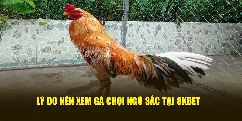 Lý do nên xem chọi kê ngũ sắc tại 8KBET