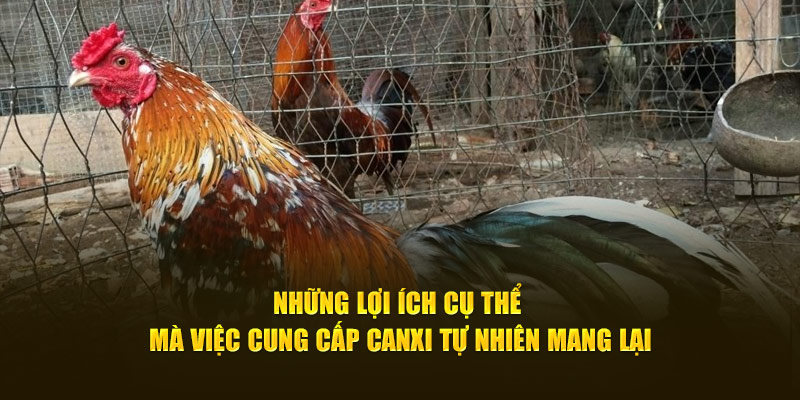 Những lợi ích cụ thể mà việc cung cấp canxi tự nhiên mang lại