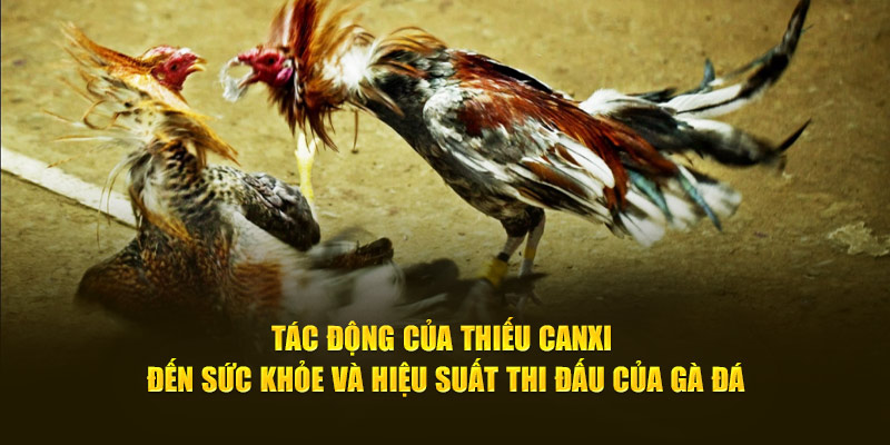 Tác động của thiếu canxi đến sức khỏe và hiệu suất thi đấu của gà đá.