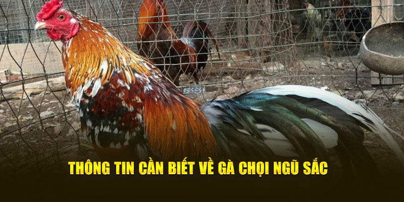 Vài nét cần biết về gà chọi ngũ sắc